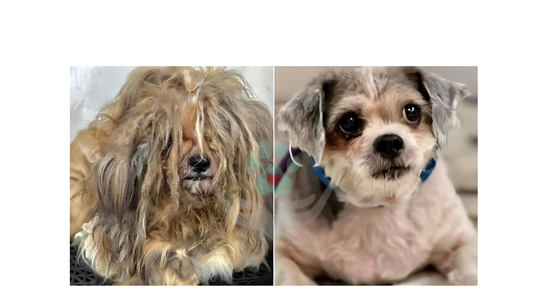 Animal 2