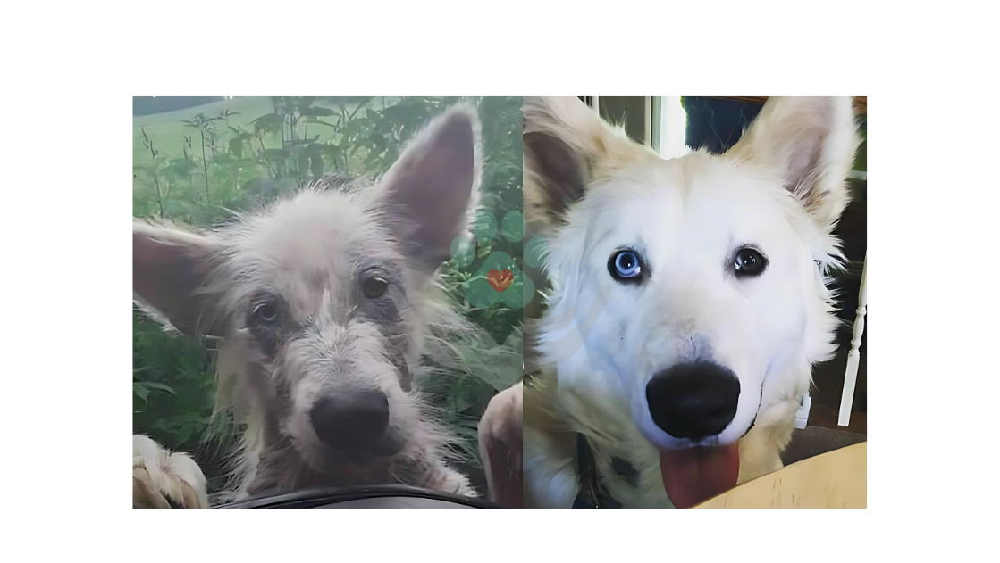 Animal 3