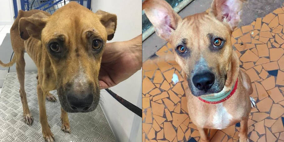 Antes e Depois 1