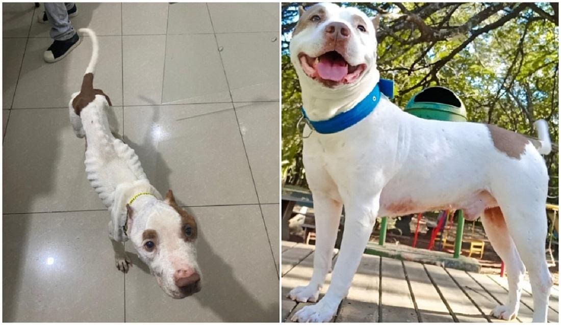 Antes e Depois 2