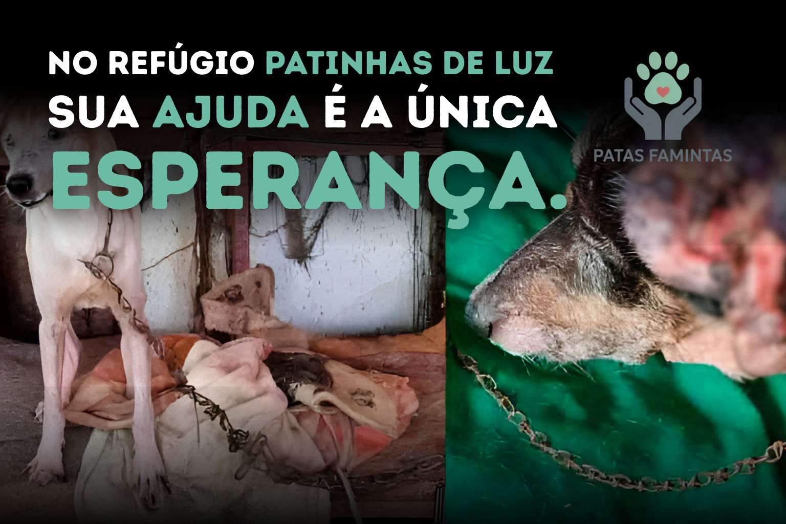A sua ajuda pode salvar vidas - Animais resgatados precisando de cuidados